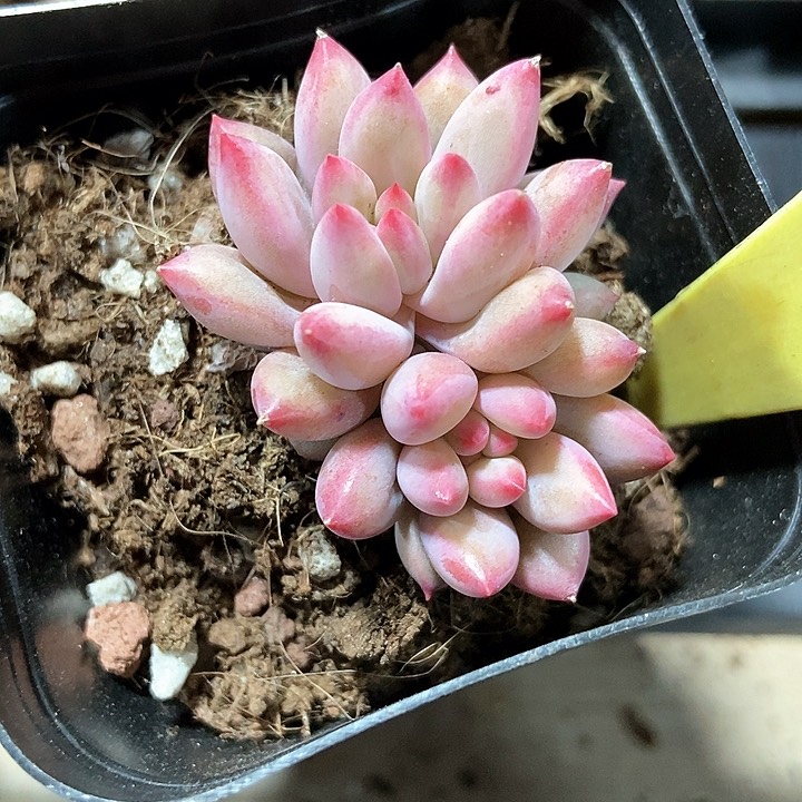 多肉植物虞美人2075