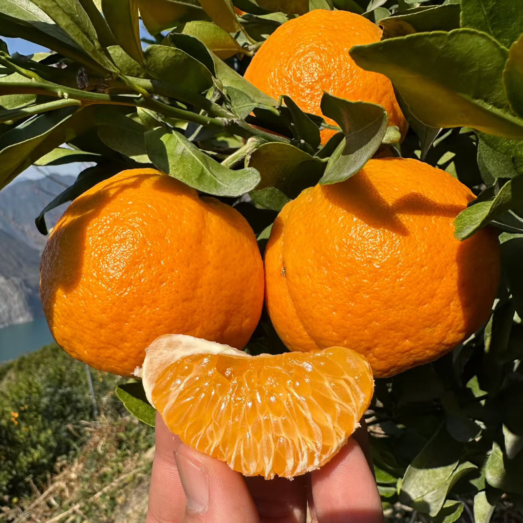 正宗永善黄华白桔5/10斤装送货上门云南省