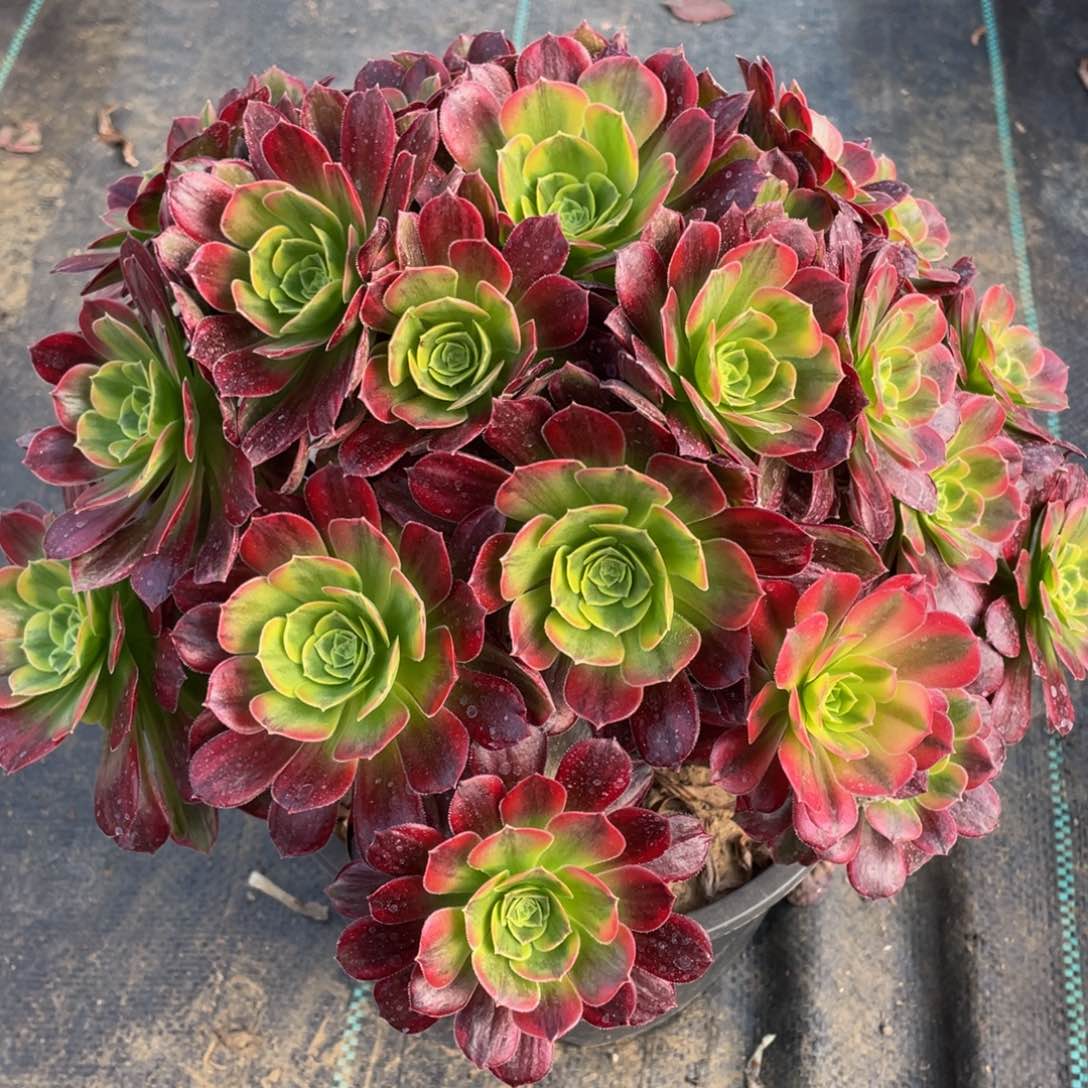 716安娜彩虹锦精品法师多肉