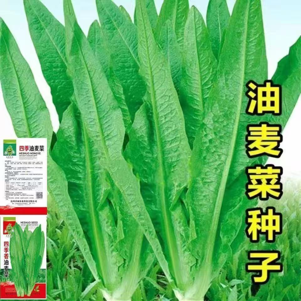 油麦菜种子甜脆清香油麦菜种子四季播种盆栽庭院蔬菜种子