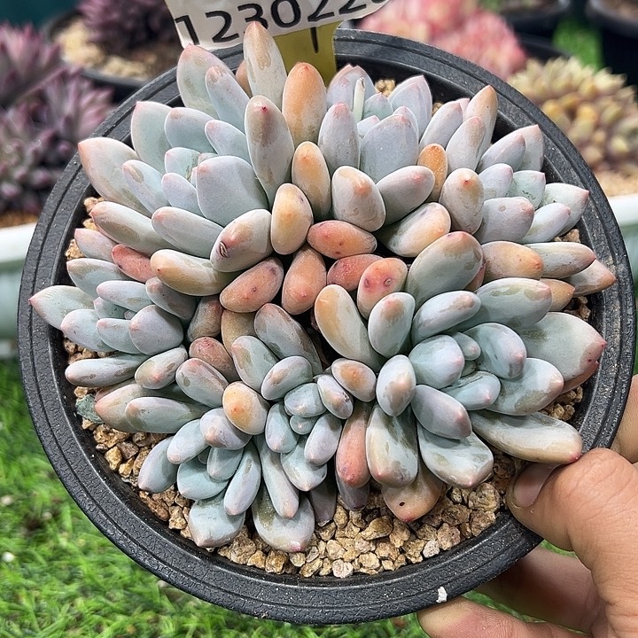 1230226 香水群生无砍7头