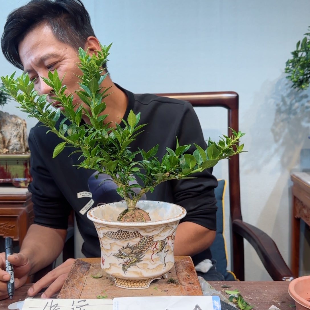 当前无花朵，栽培后可花朵一**金