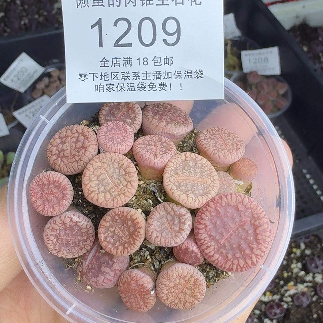 1209 哈哈哈哈哈哈哈哈哈哈