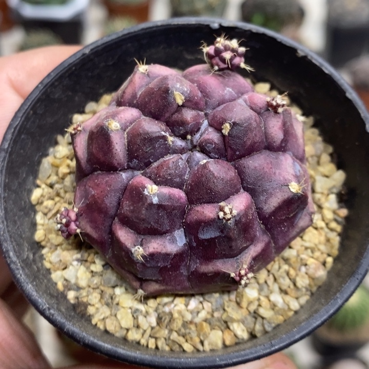 梦想牡丹特价福利