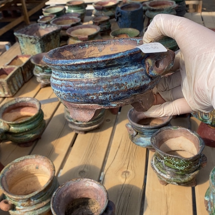 红陶草****嘻56号多肉盆一个呀