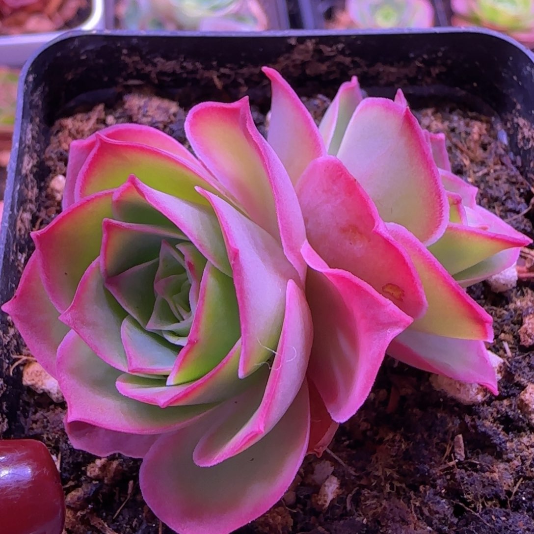 魅影玫瑰七方杯3868