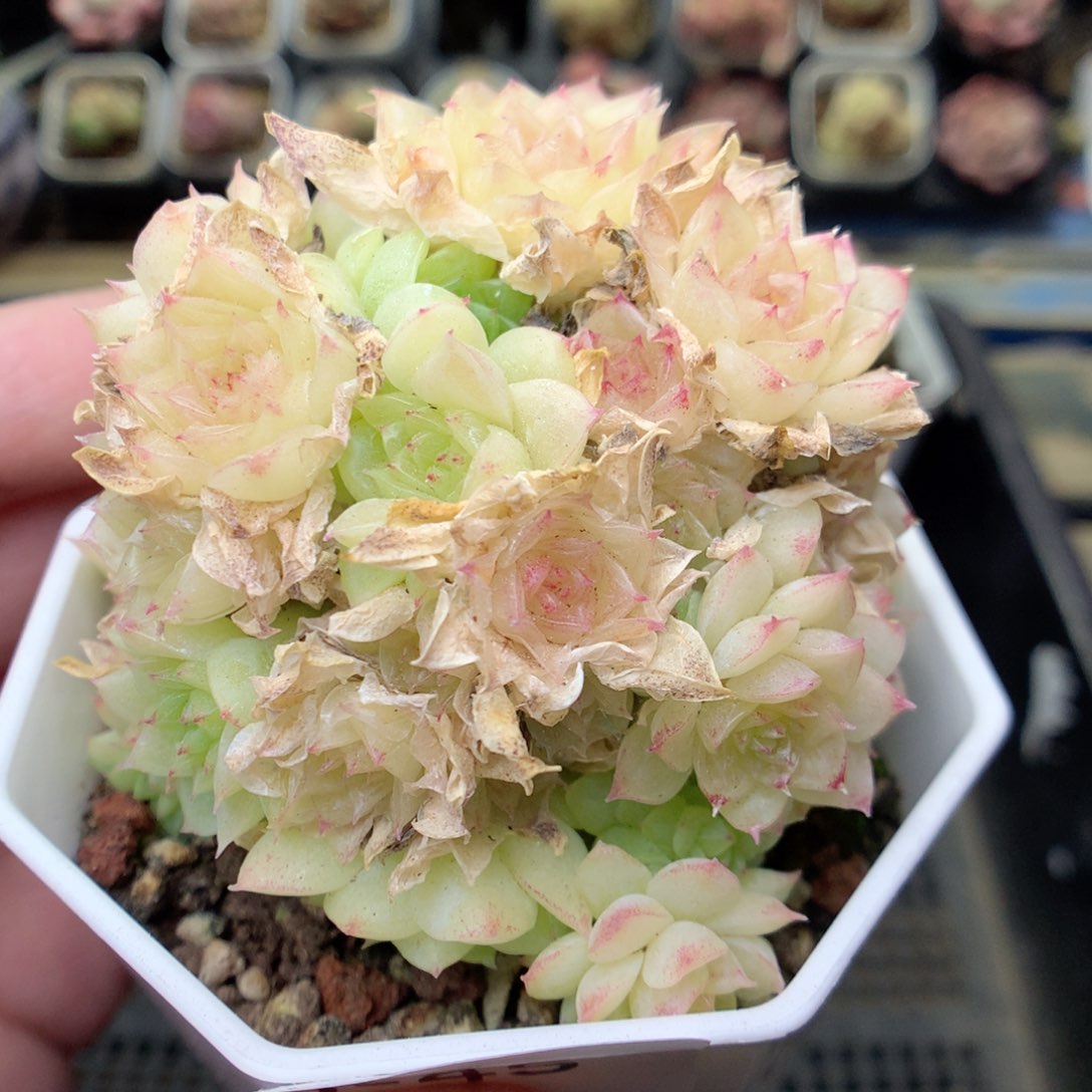 S45 ，20包邮两天凑单偏远不发货