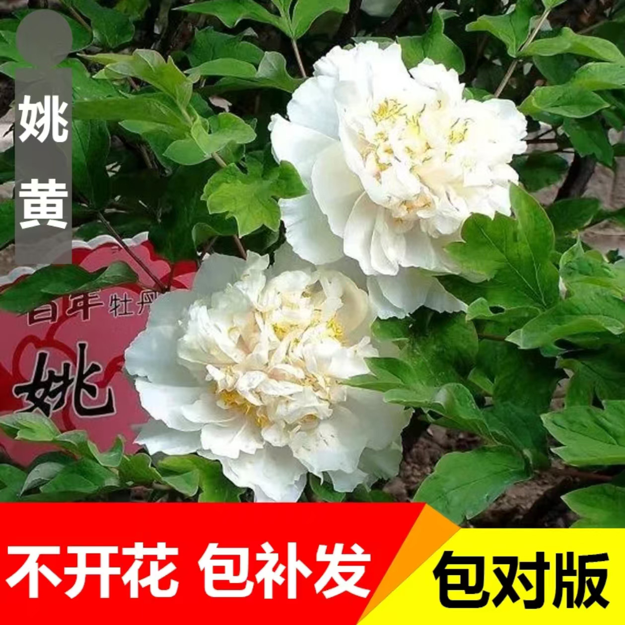 （姚黄）菏泽正品重瓣大花室内庭院基地直发牡丹花包对版
