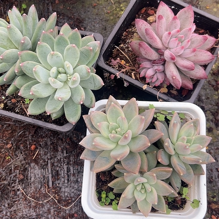 3盆一起特价多肉美人