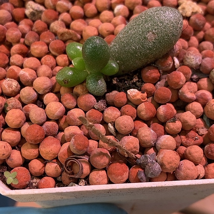 绿龟之卵有锦基因多肉