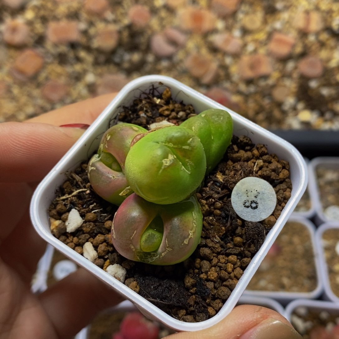 4头（多肉植物纤维含量