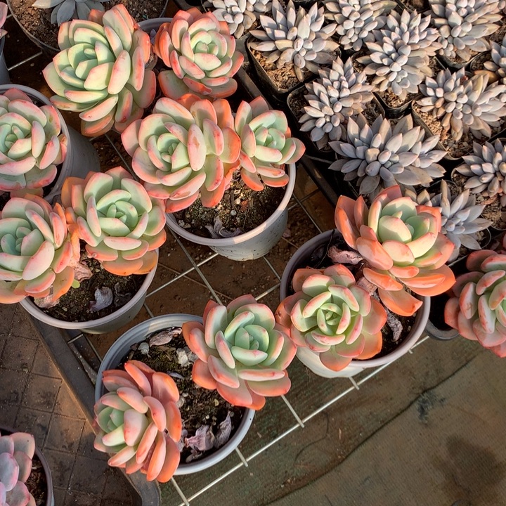 白月光多肉植物两单包邮