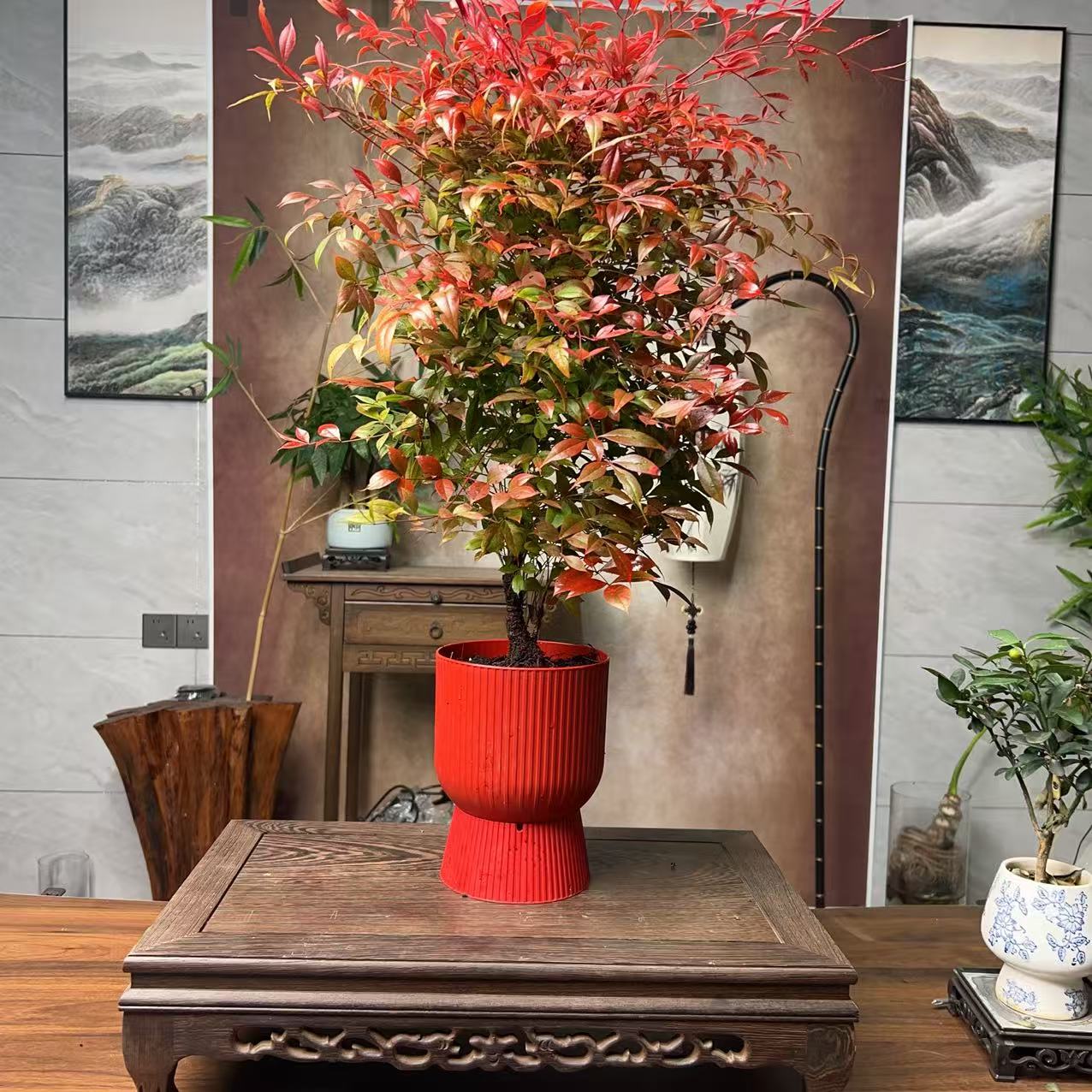 大火红宝石火焰南天竹盆栽观叶耐寒美观适合书房办公室桌面摆放