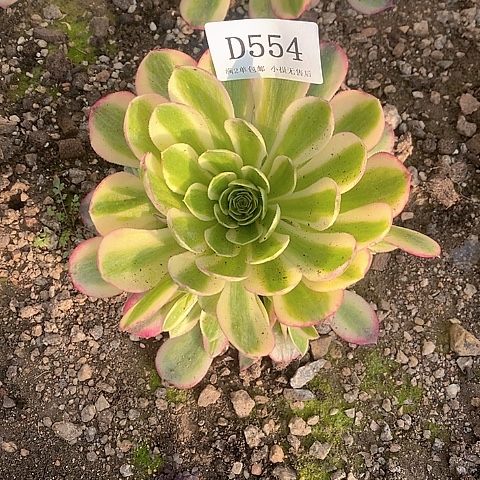 554玉姿多肉法师锦