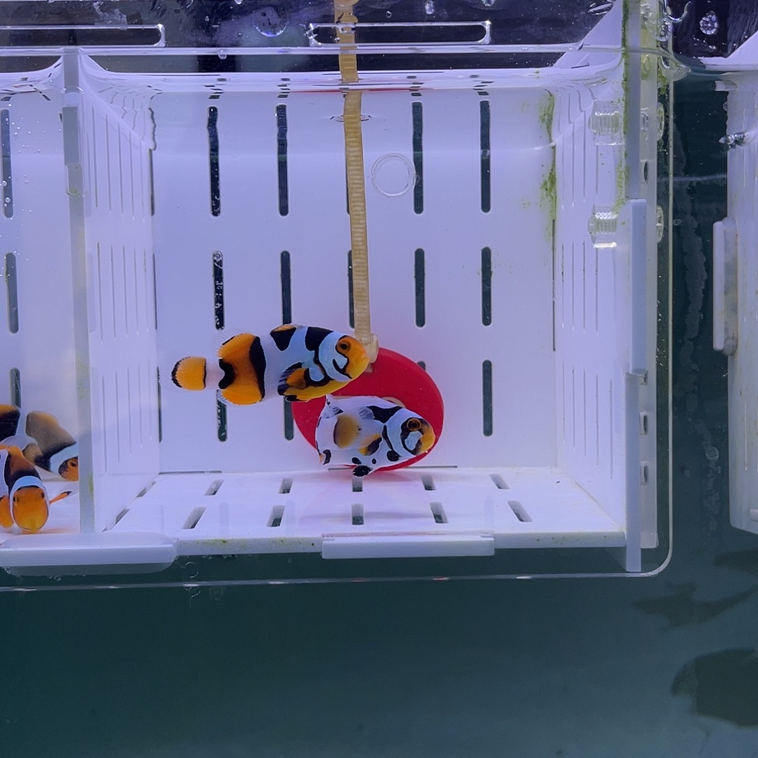 海水鱼毕加索头盔面罩