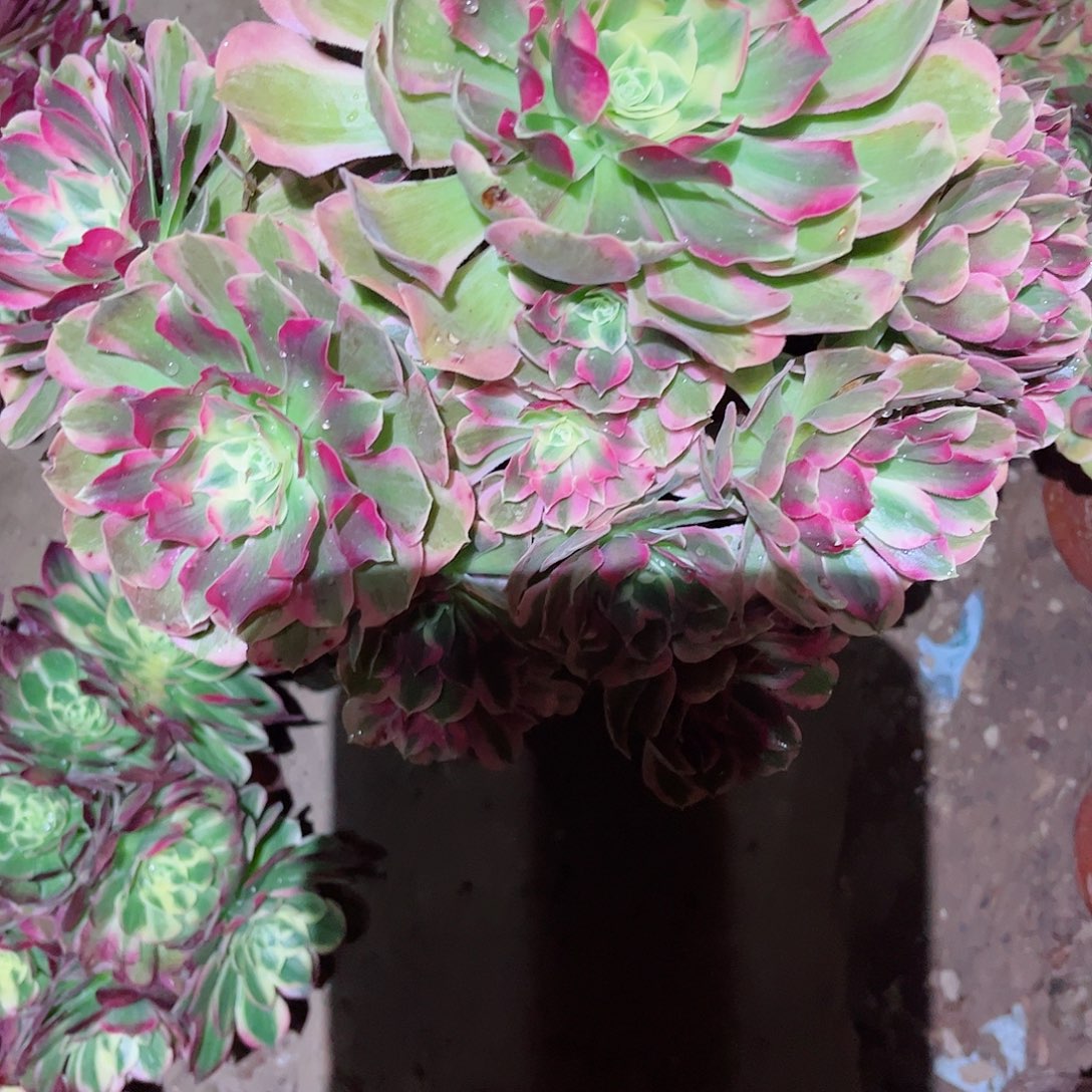 无花朵多肉植物852