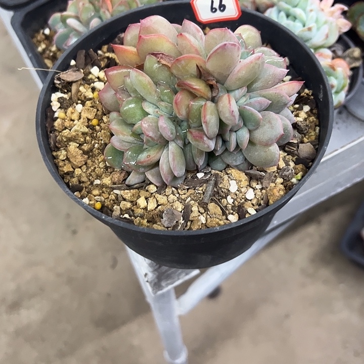 。***闹一物一拍泡芙多肉66