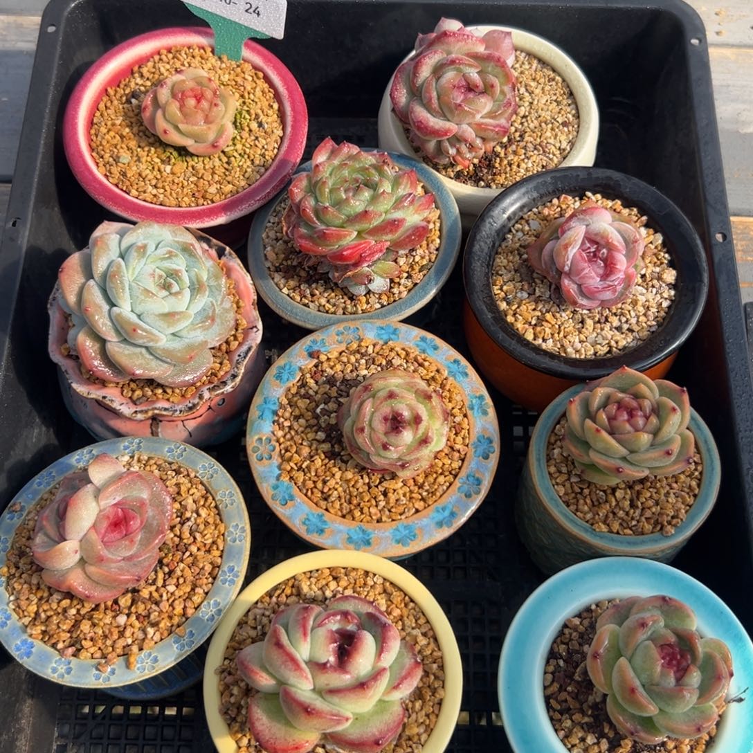 从前慢花园多肉编号1210-24