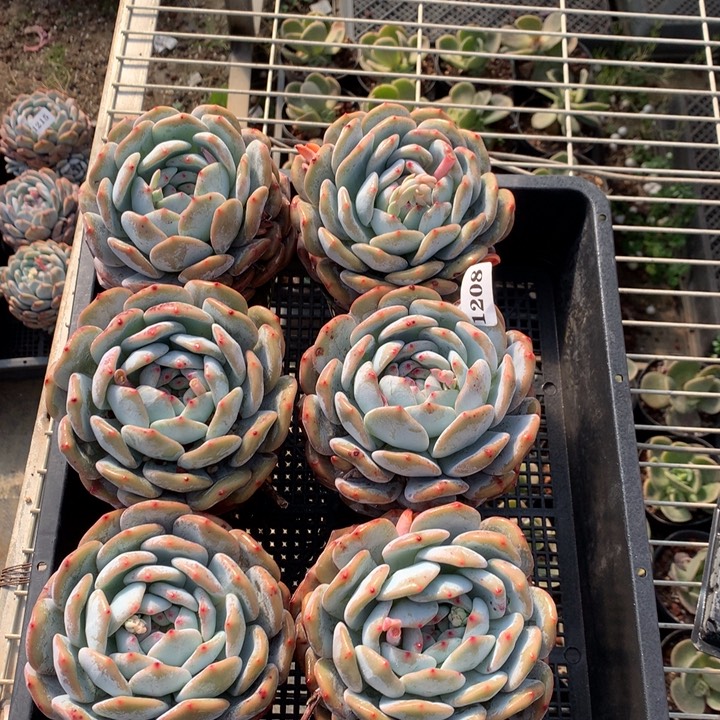 1208六个带盆嗯嗯嗯嗯好