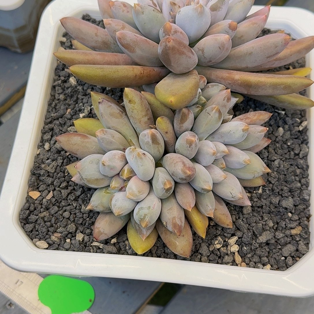 海豚体哥特萝莉一颗竞拍