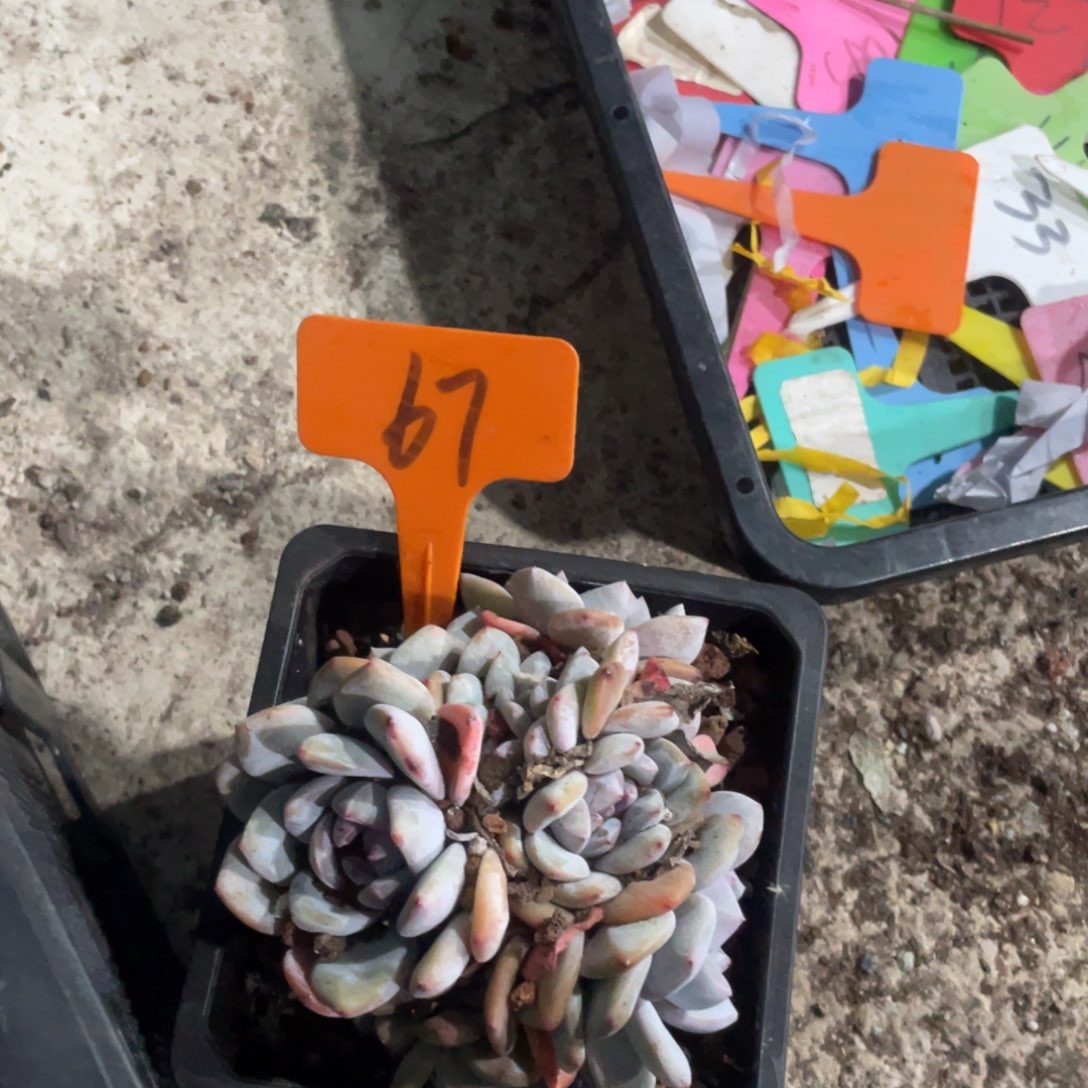 鹏***焰星影缀化多头群生67