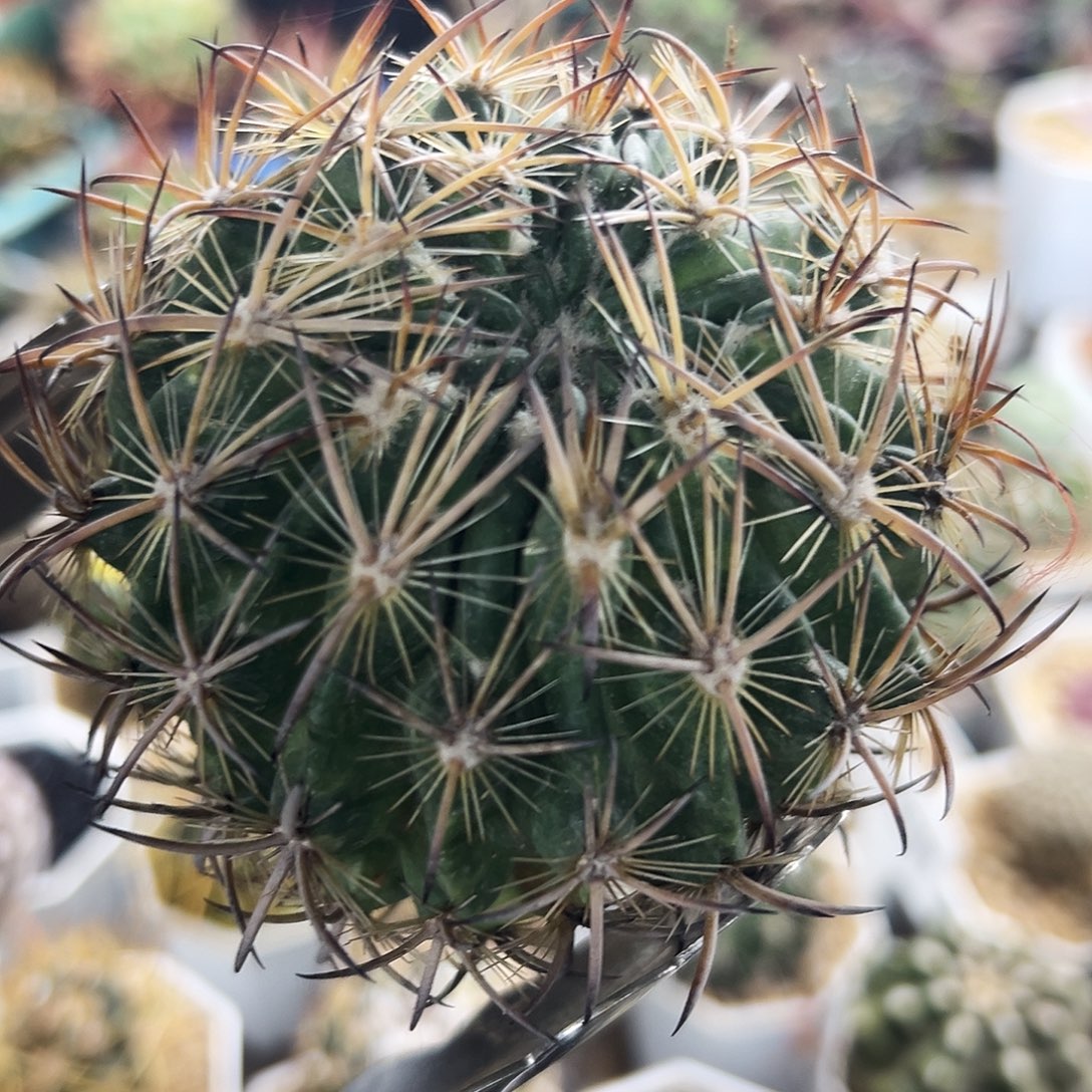 虎抓有根仙人球6666666