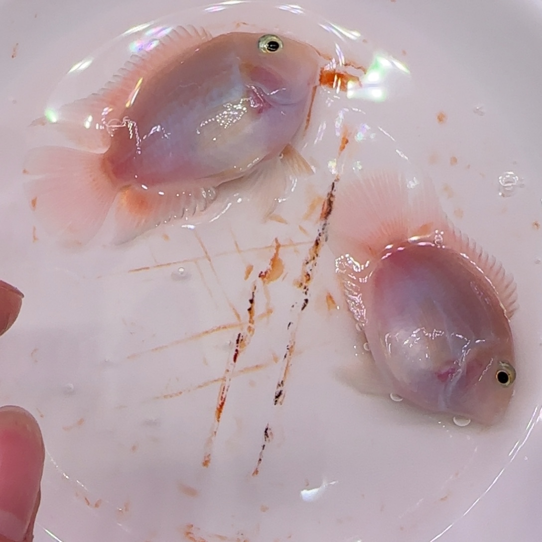海水鱼5-6胭脂粉公2只