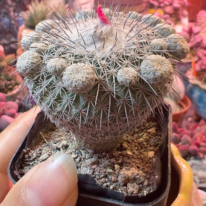 感谢支持一物一拍