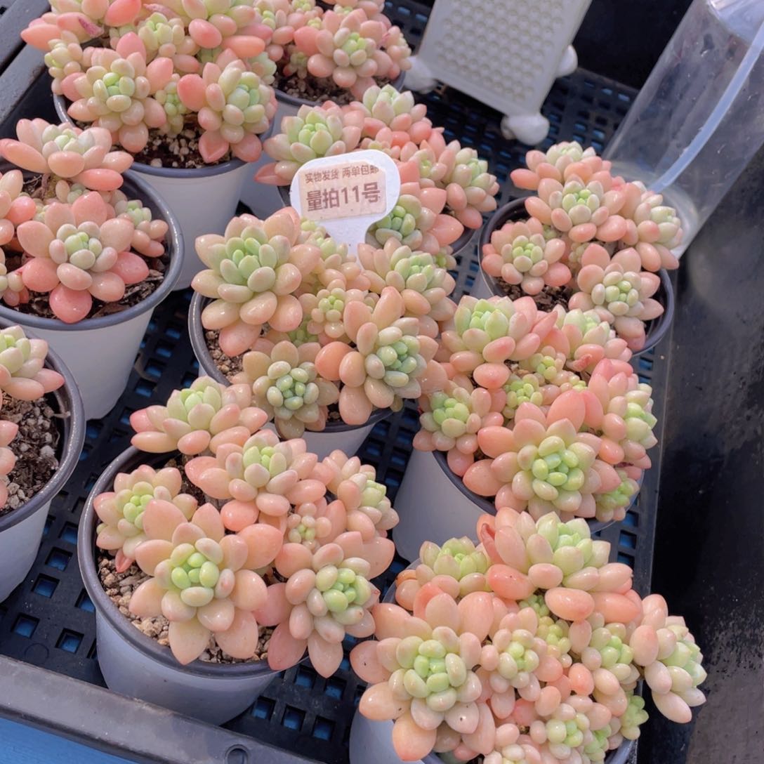 量拍 11号鱼子酱多头老桩大群生一个