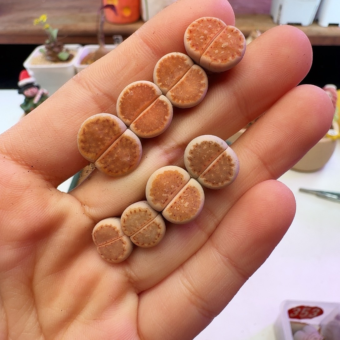 多肉植物福利肉锥