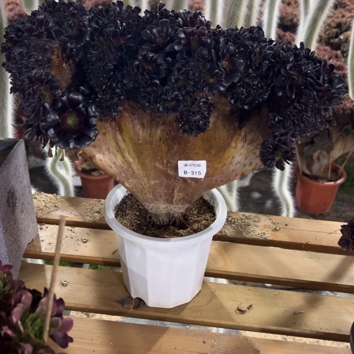 思*315多肉植物欧紫