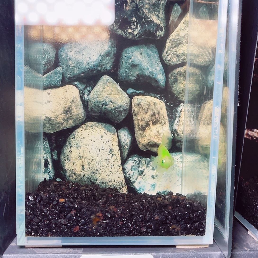 斗鱼荧光将军公鱼