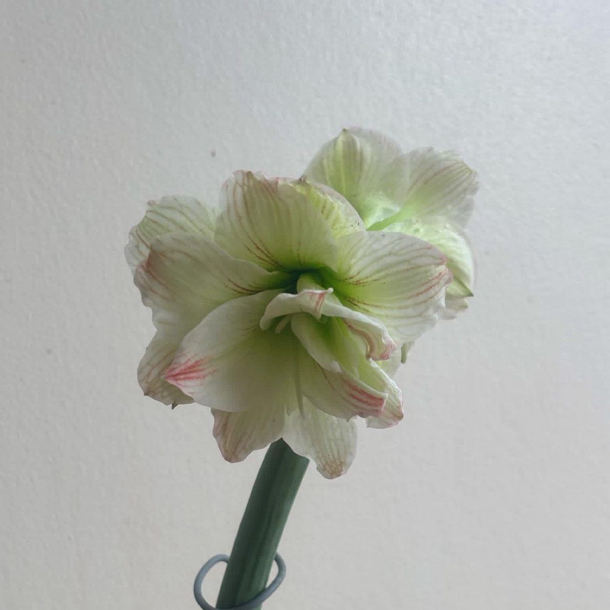 S孤挺花园 MM50（肋）裸球