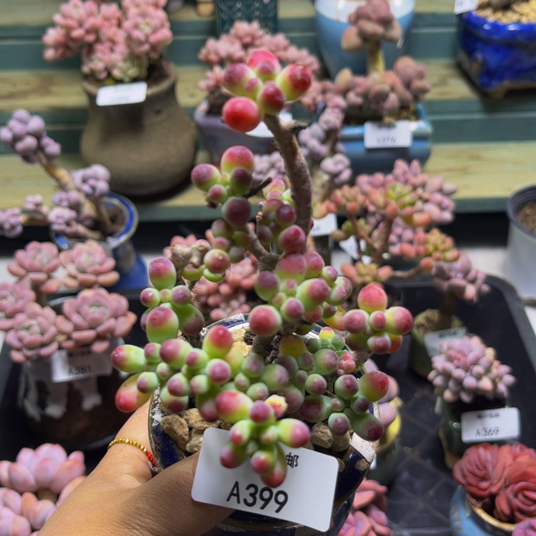 乙女心399/6cm多肉