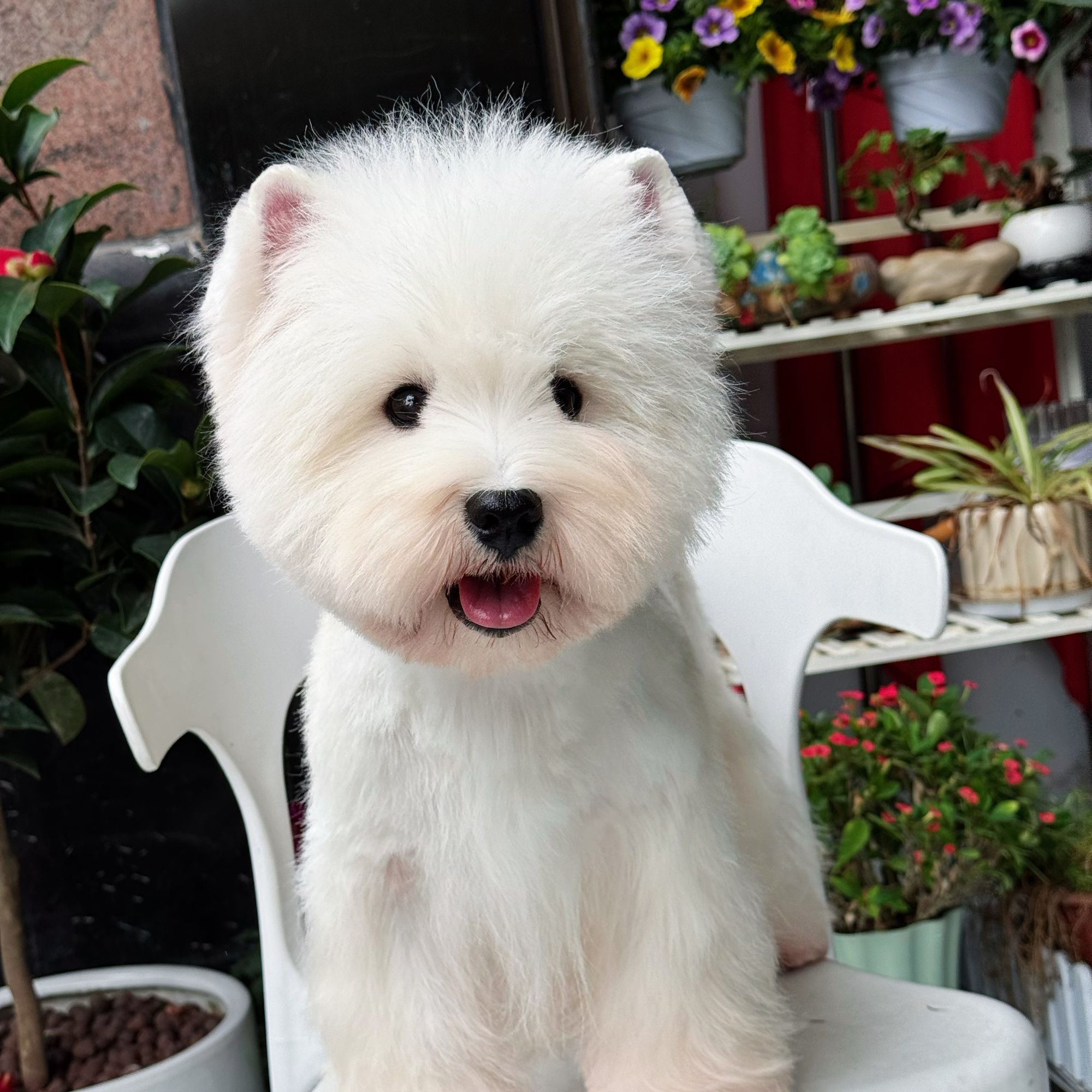 高品质西高地软包毛刚毛一物一拍