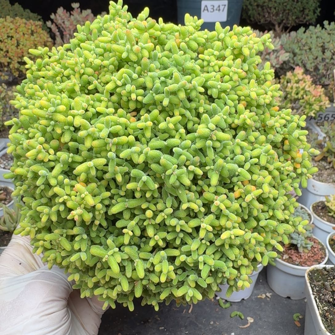 A430蜜橘大蘑菇头