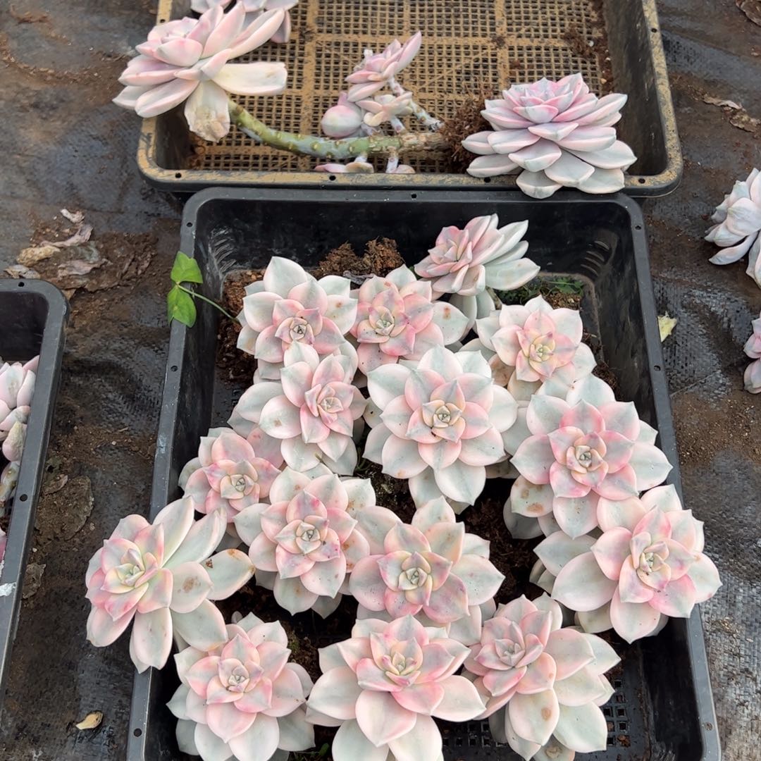 15个紫乐锦老桩单头