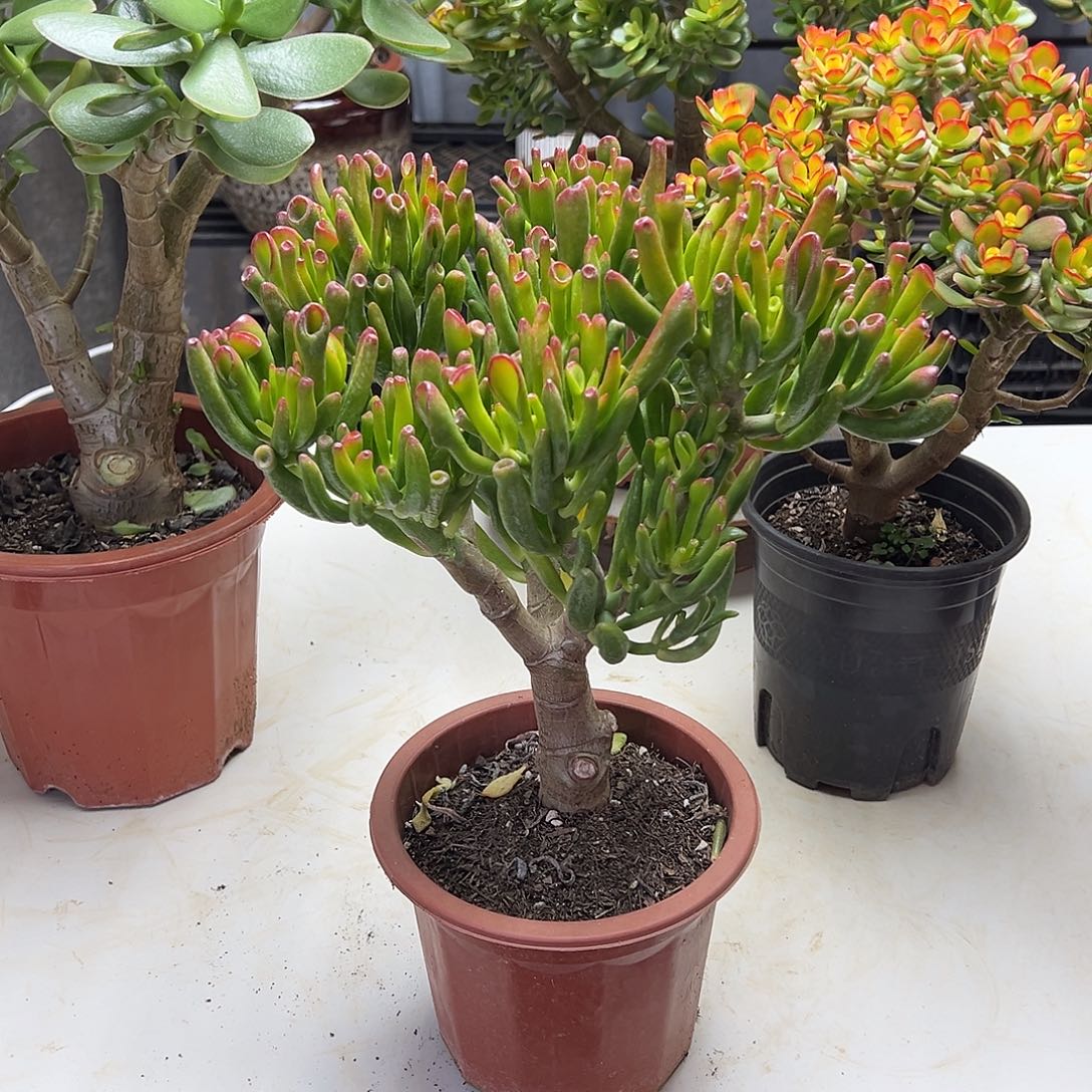 4年吸财树带盆土发货