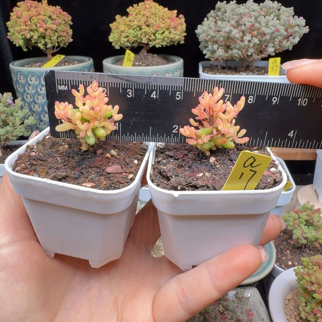 a17号假飞机猪两棵