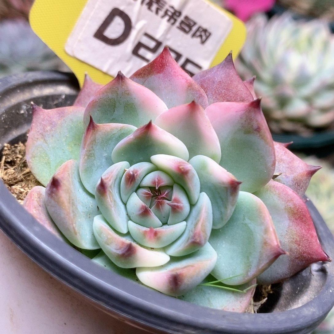 225锦锦锦锦锦锦锦