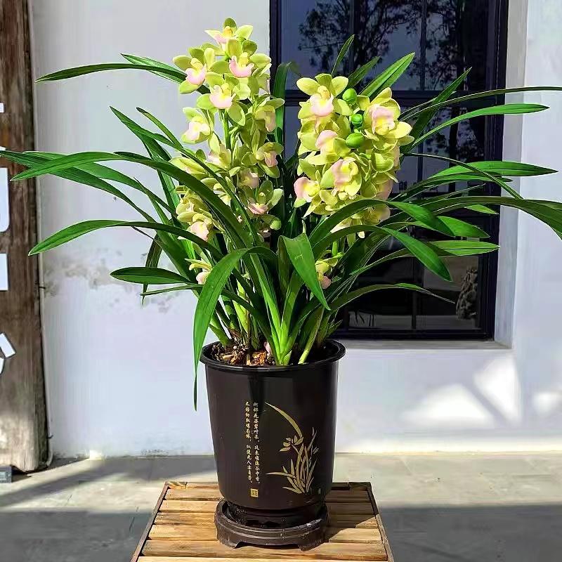 兰花盆栽蕙兰香兰青苗开花糖果香味浓郁春季花期建兰易养活好复花