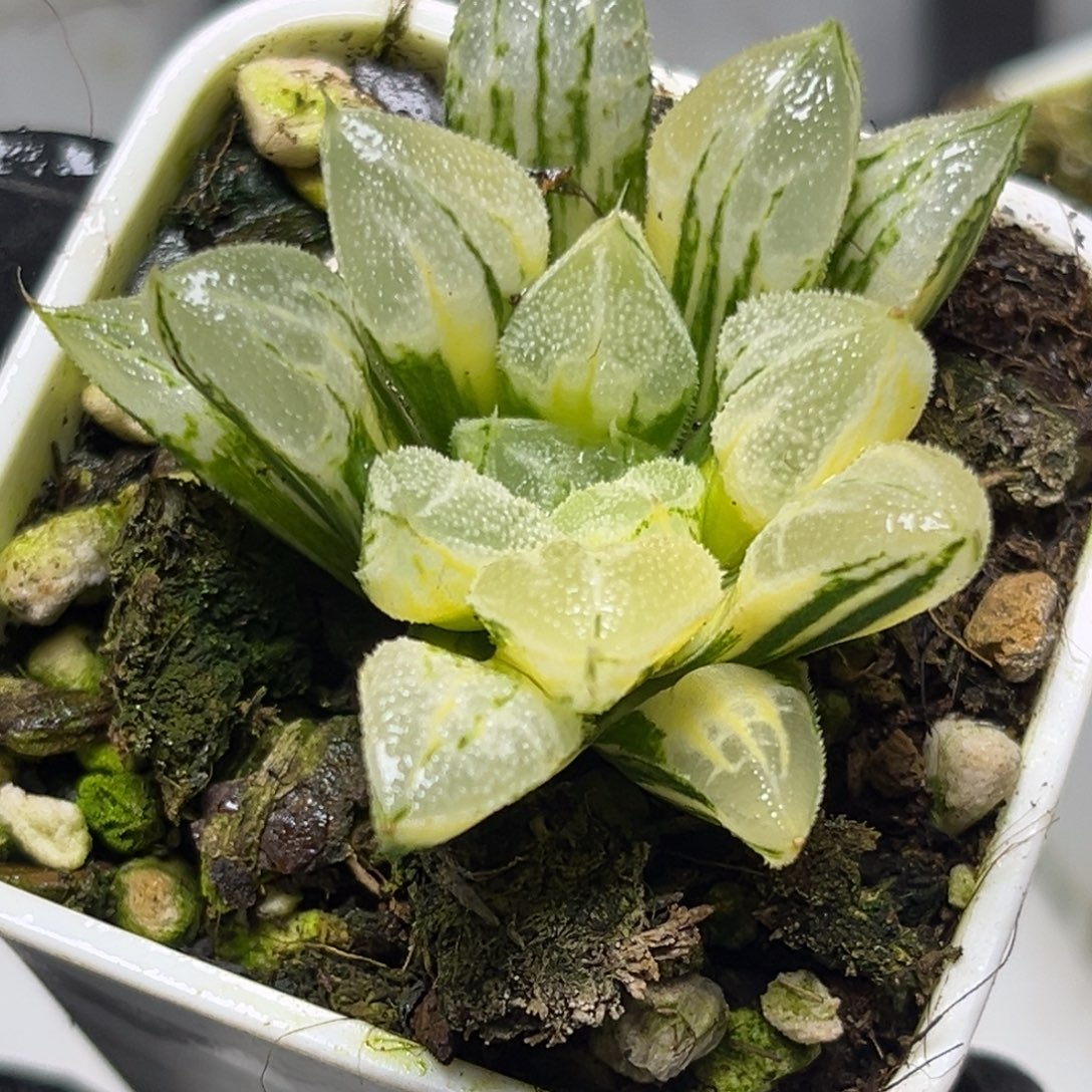 十二卷多肉植物1爱心寿