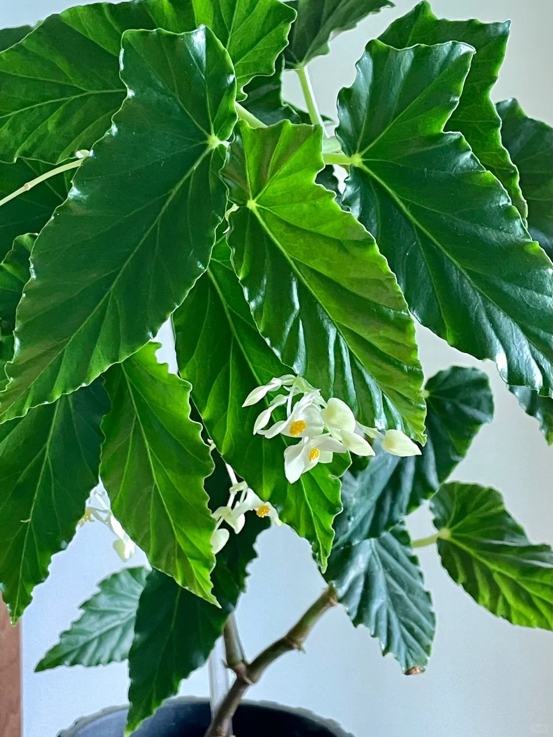 月见绿秋海棠室内观叶植物秋海棠盆栽好养