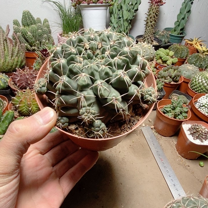 大号绯花玉仙人球