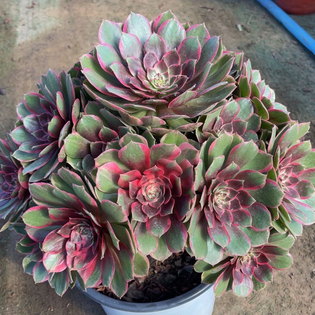 113夜宴精品法师老桩