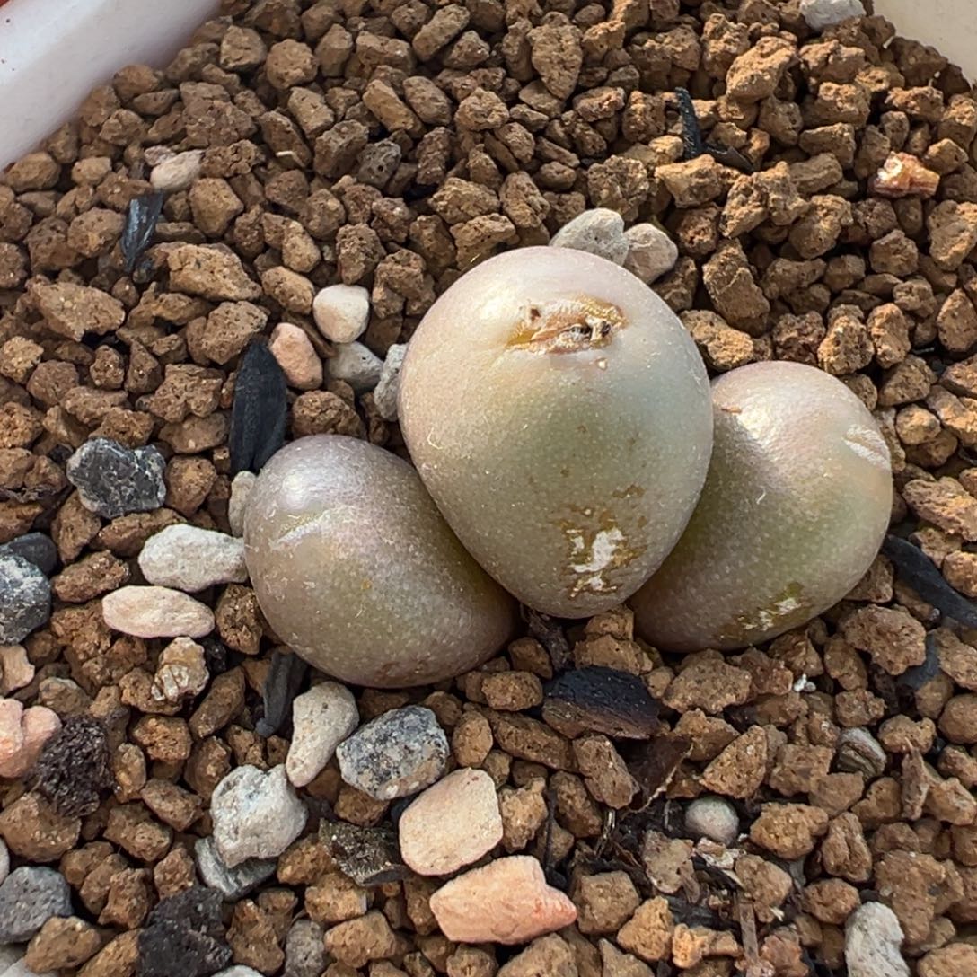 185多肉植物种类多样