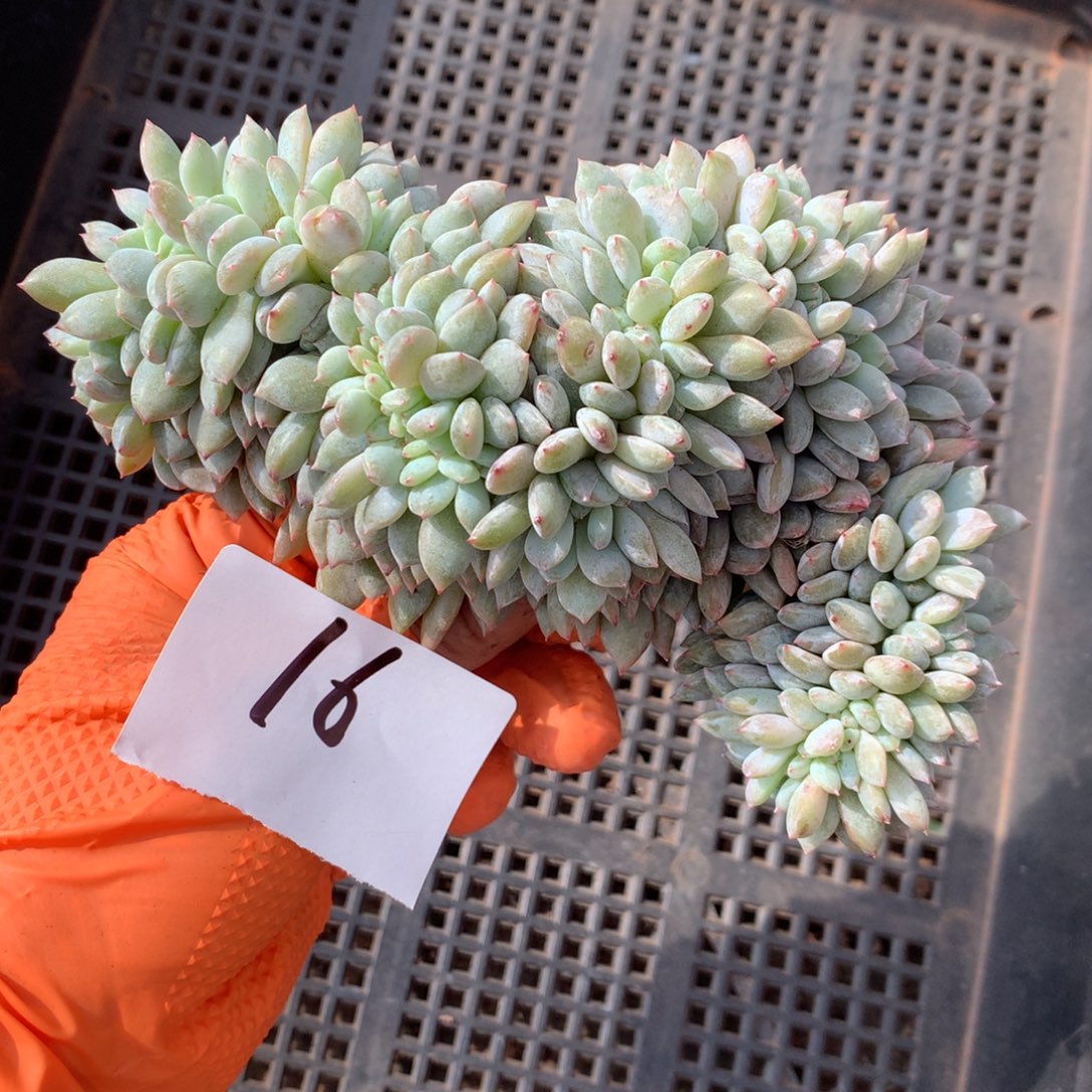  16号有侧切 新疆西藏内蒙古不包邮