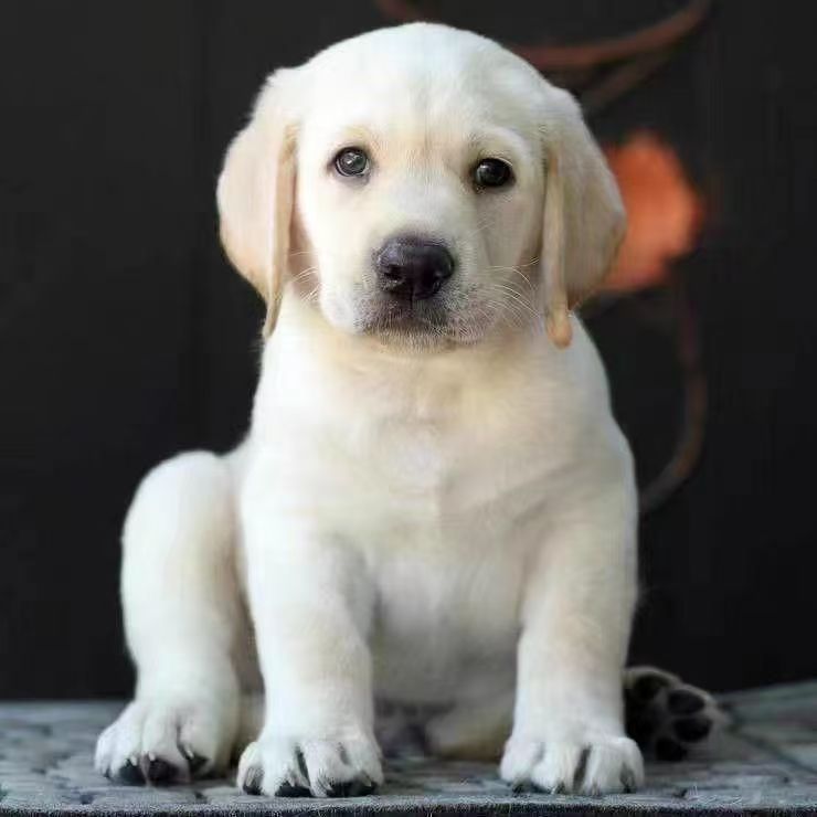拉布拉多犬高智商幼犬狗狗米白色家庭犬陪伴中大型犬可爱呆萌温顺