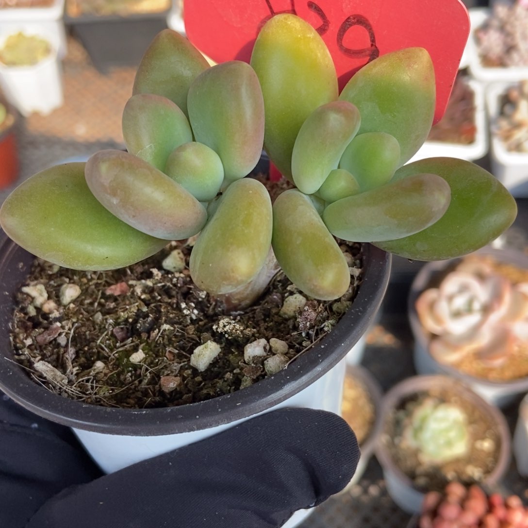 839金蝉多肉植物保护