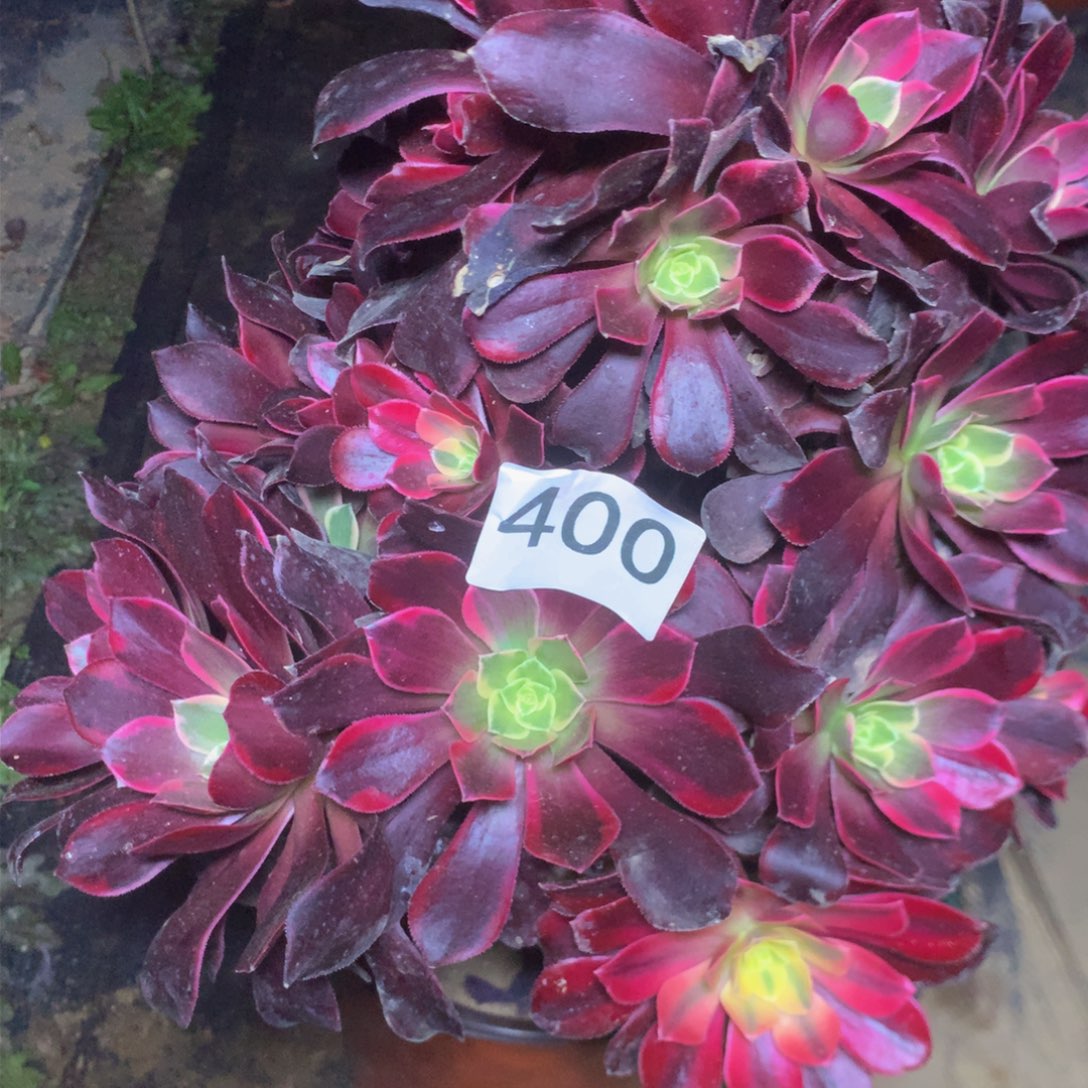 开*400金丝雀有干伤多肉植物